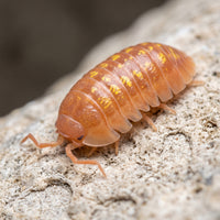 Armadillidium granulatum « Orange »