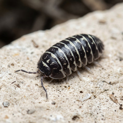 Armadillidium maculatum « Zebra »