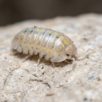 Armadillidium vulgare « Magic Potion »