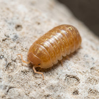 Armadillidium vulgare « Red »