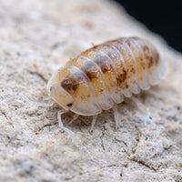 Cubaris murina « Pearl Choix De Éleveur »