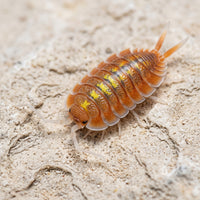 Porcellio bolivari « Sunset »