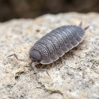 Porcellio echinatus