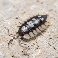 Porcellio expansus « Tortosa »