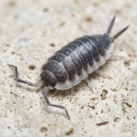 Porcellio hoffmannseggi « Sevilla »