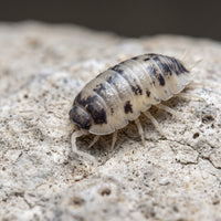 Porcellio laevis « Dairy Cow »