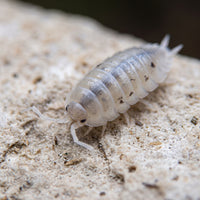 Porcellio laevis « White »