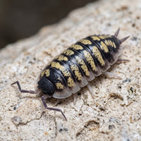 Porcellio ornatus « Alicante »