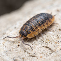 Porcellio scaber « Lava »