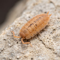 Porcellio scaber « Orange »