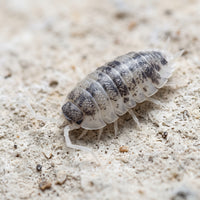 Porcellio scaber « Oreo »