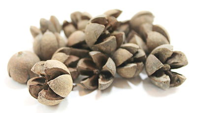 Boîte d'élevage ventilée pour isopodes