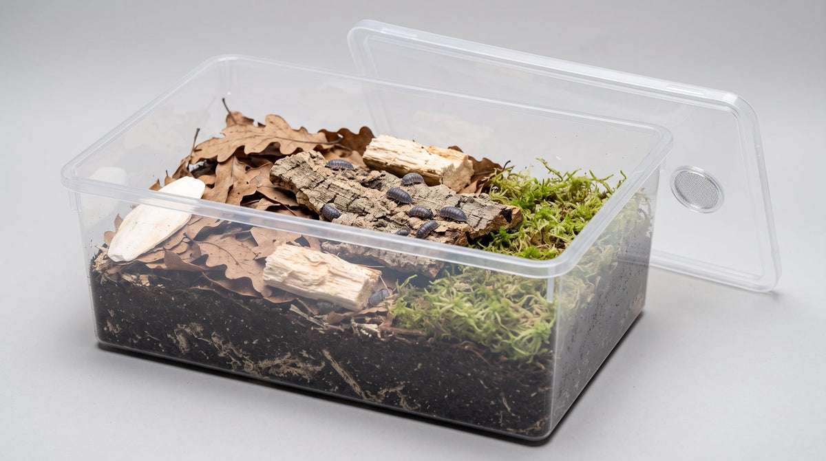 Boîte d'élevage transparente avec terre, feuilles de chêne, bois blanc, liège, sphaigne et cloportes