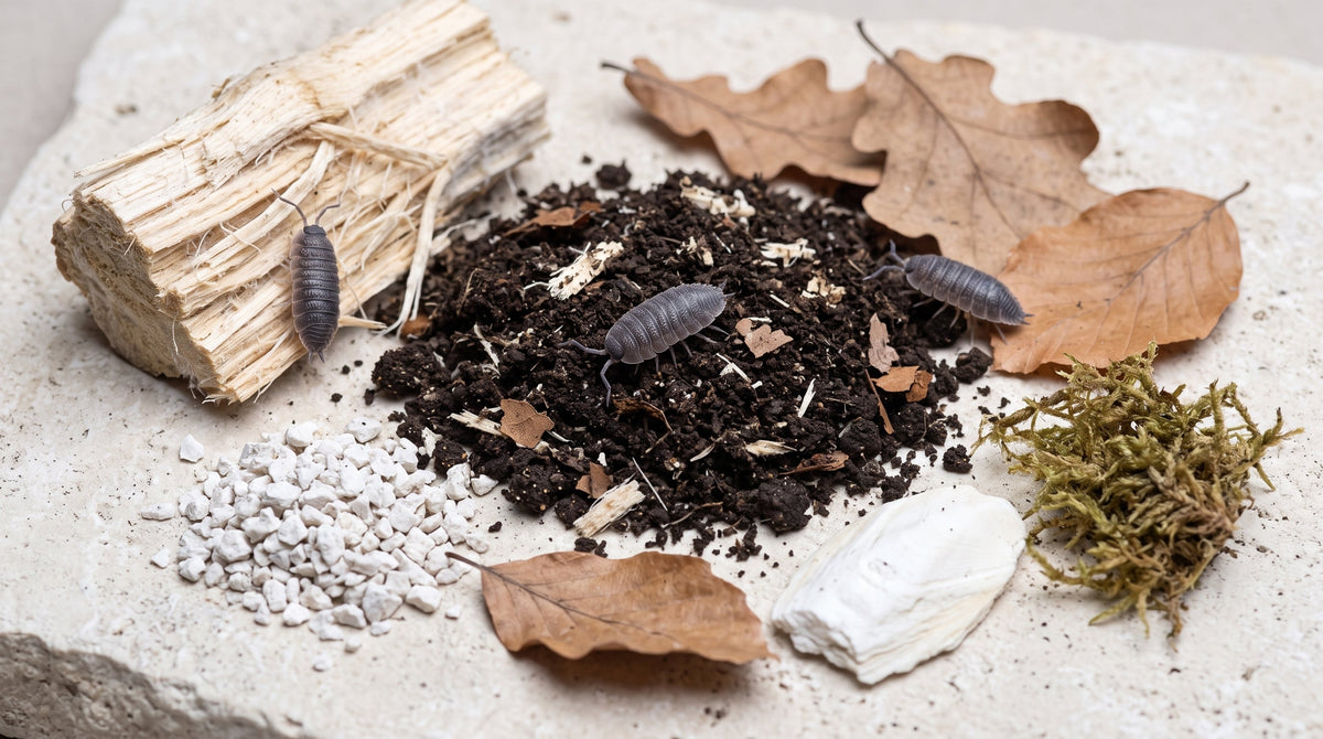Substrat pour cloportes : terre sombre, bois blanc pourri, feuilles de chêne et calcaire, avec des cloportes gris