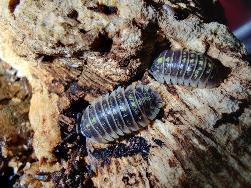 Armadillidium ruffoi