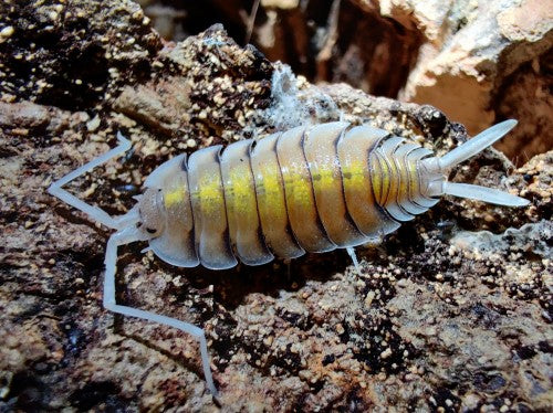 Porcellio bolivari « Yellow Ghost »