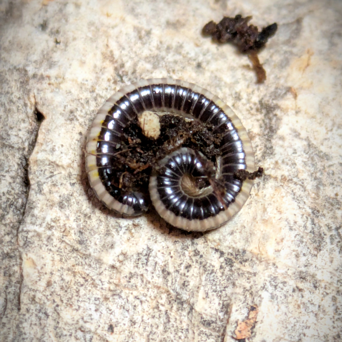 Iules Spirobolellus sp. Maui
