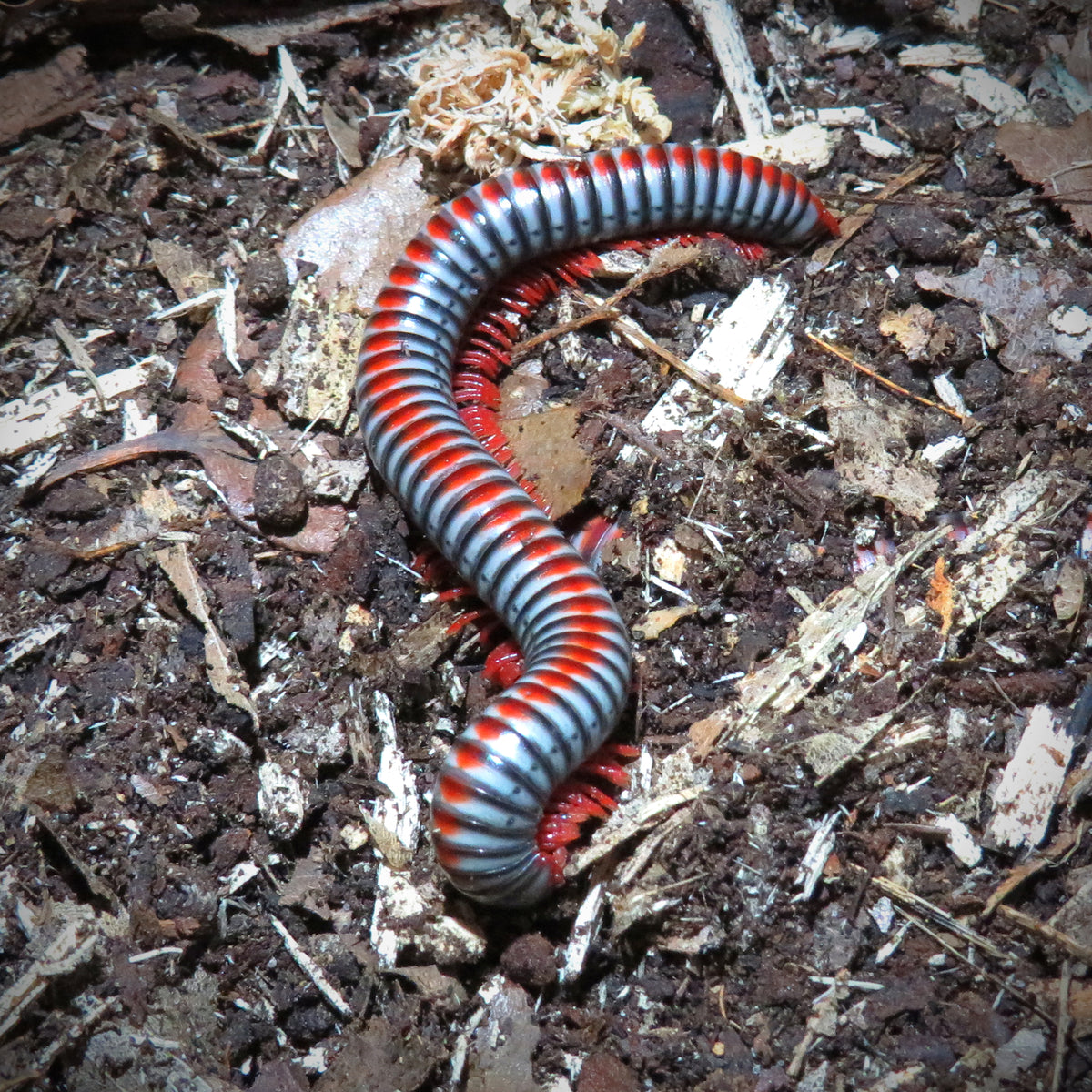 Iules Tonkinbolus dollfusi