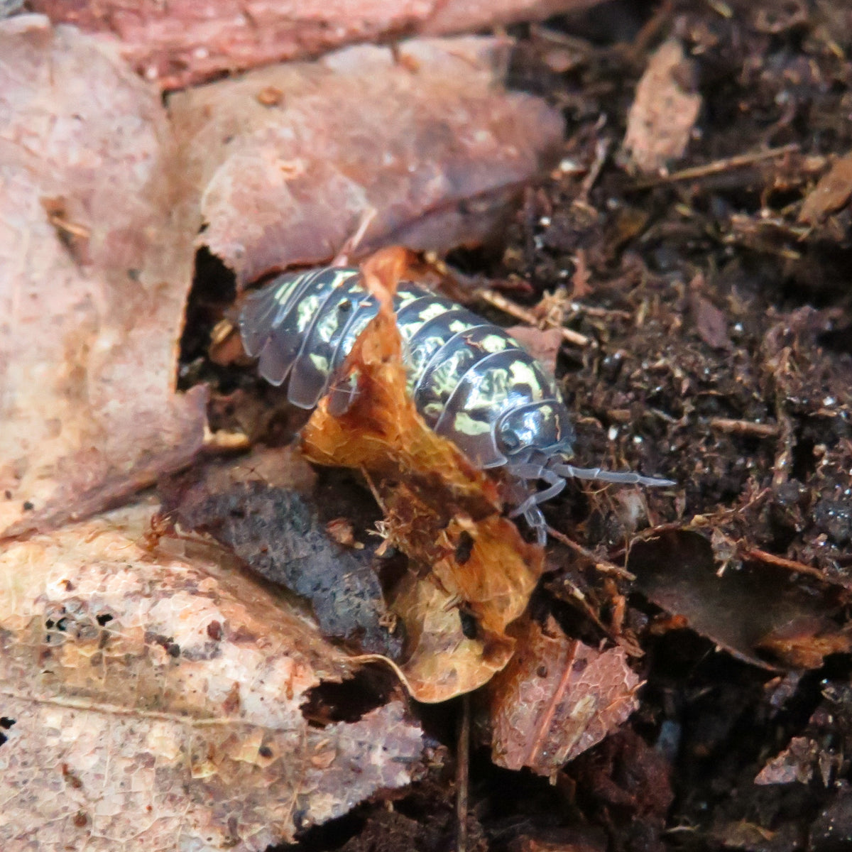 Armadillidium vulgare « Yellow Russia »