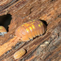 Armadillidium granulatum « Najanjito »