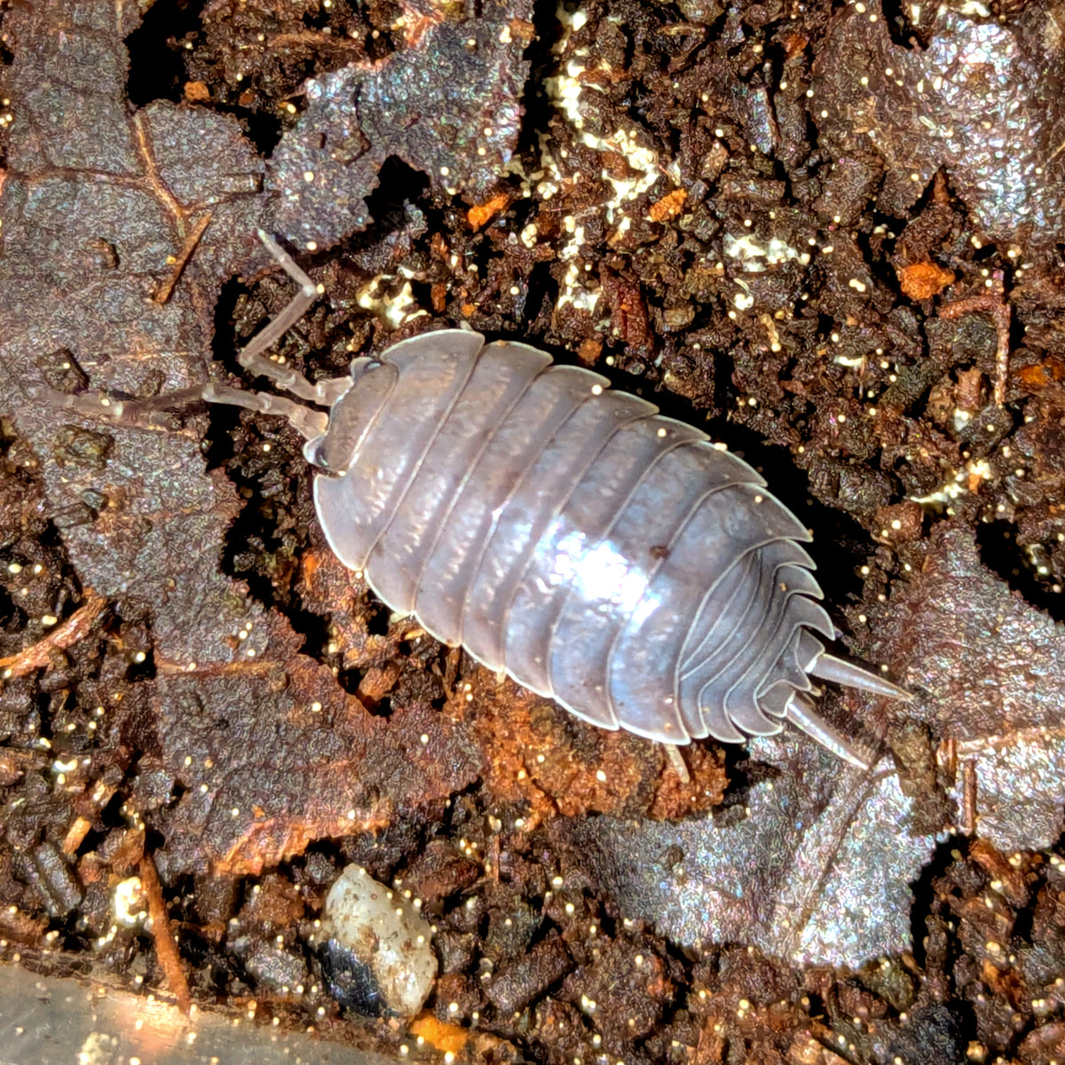 Porcellio laevis « Alicante »