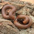 Iules Spirostreptus sp. 1 (Tanzanie)