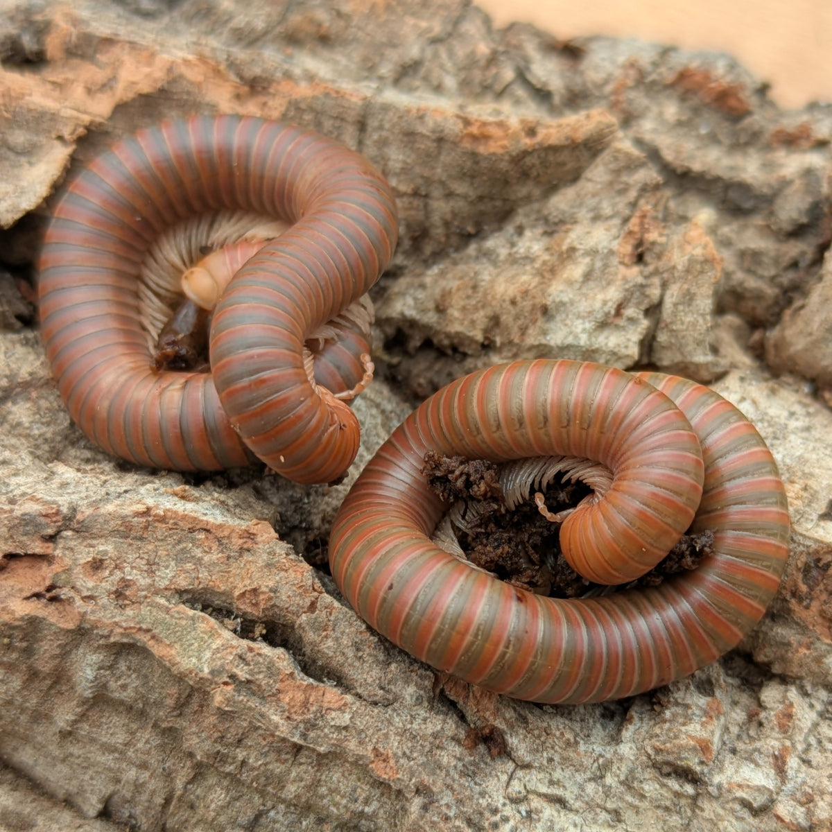 Iules Spirostreptus sp. 1 (Tanzanie)