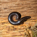 Iules Cylindroiulus londinensis