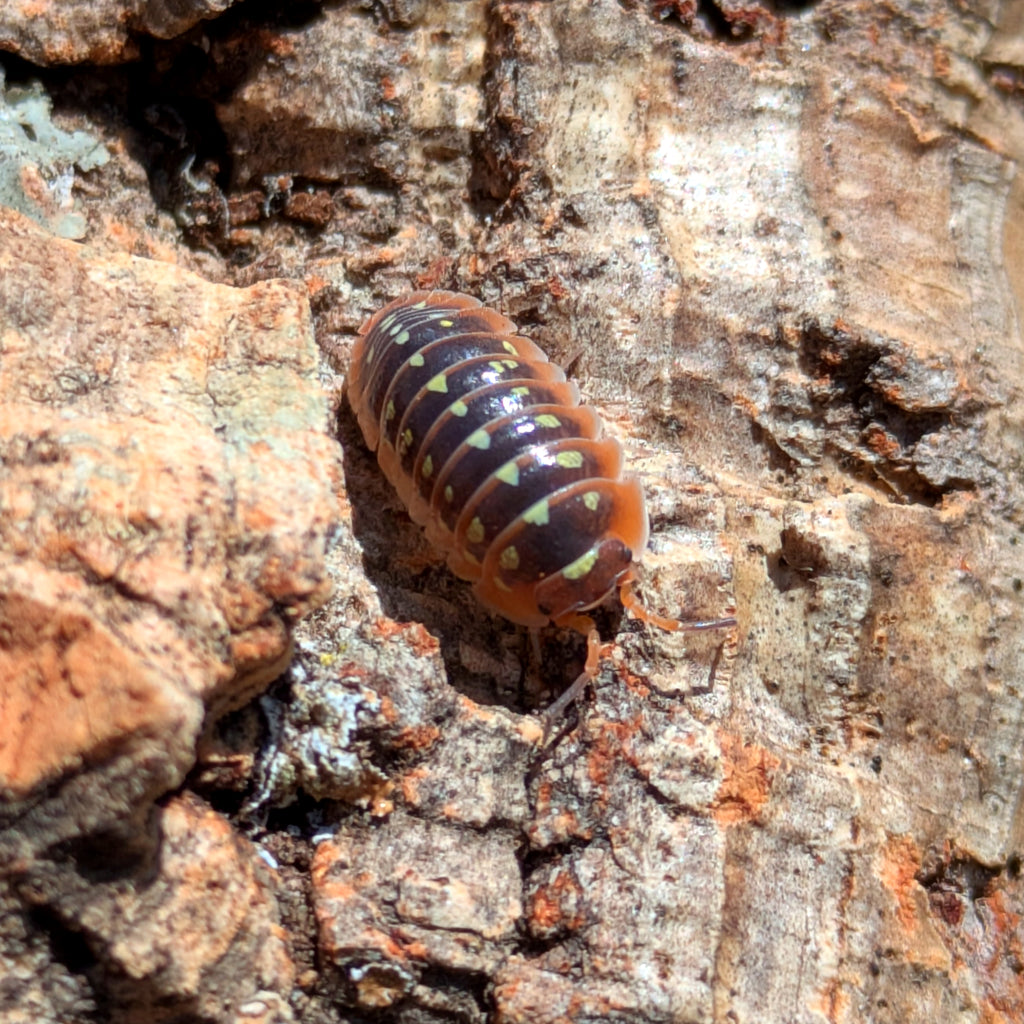 Armadillidium cetinjense « Yellow »