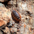 Armadillidium cetinjense « Yellow »