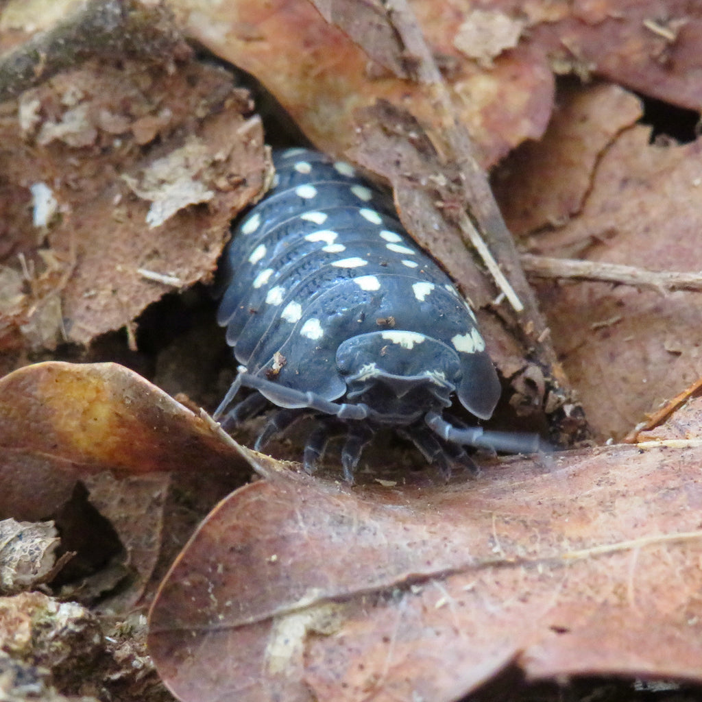 Armadillidium gestroi « Gorra »
