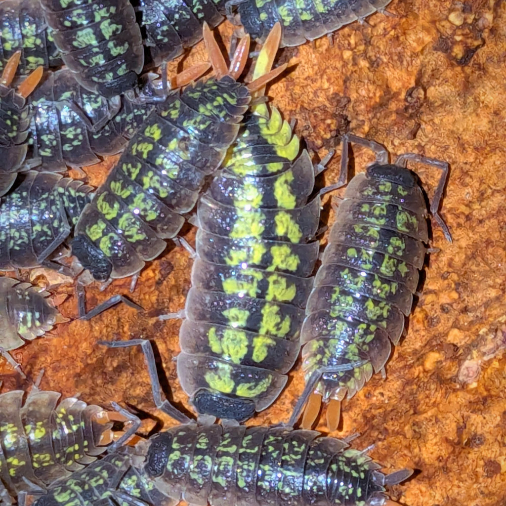 Porcellio sp. « Red Sticks »
