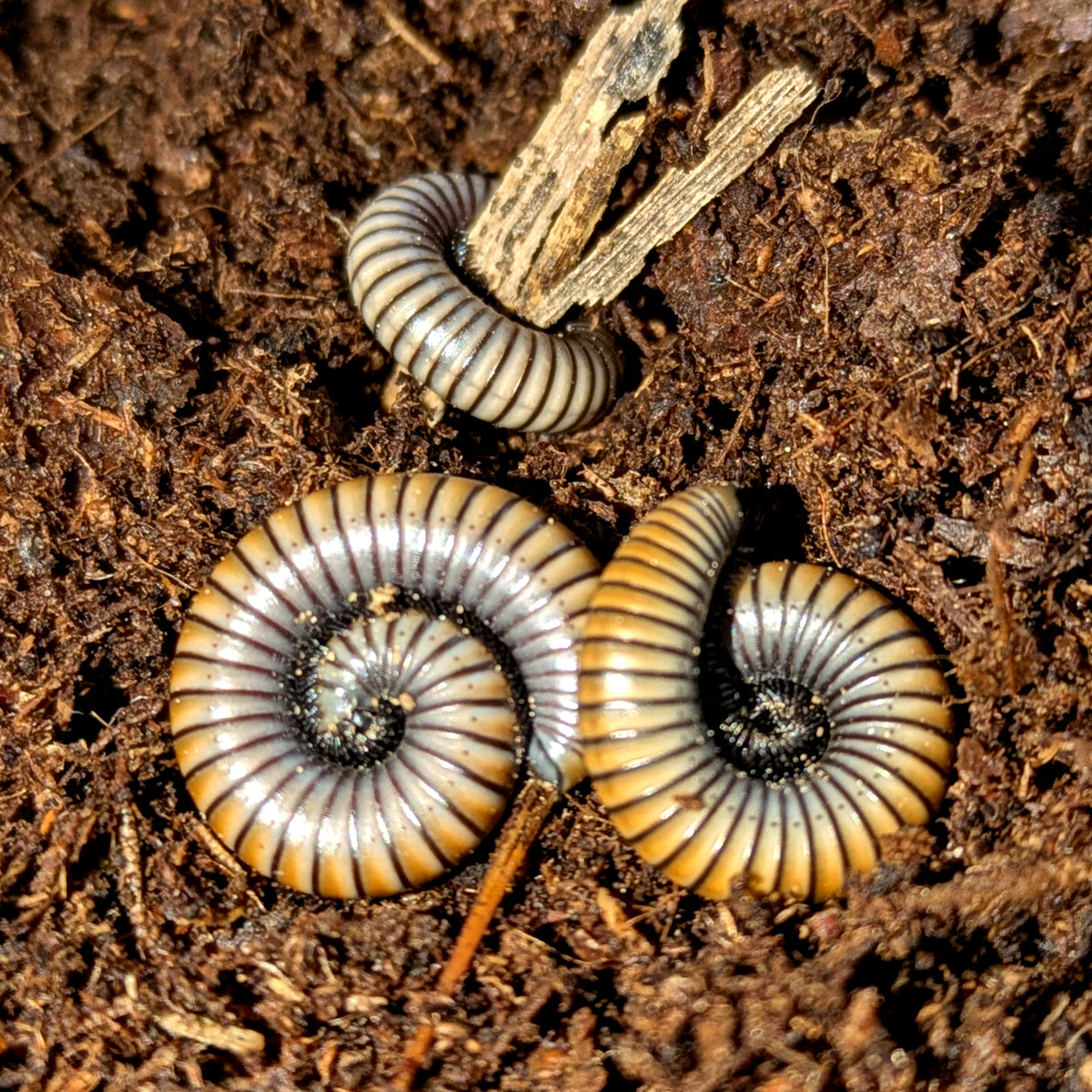 Iules Ommatoiulus rutilans