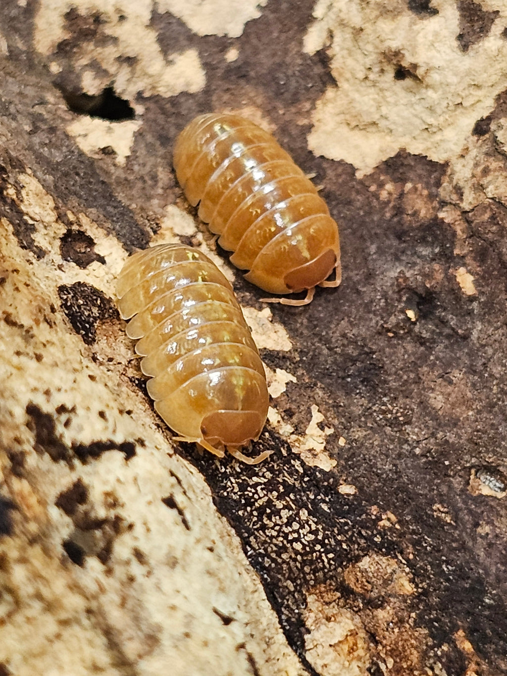 Armadillidium vulgare « Red »