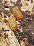 Armadillidium vulgare « Red »