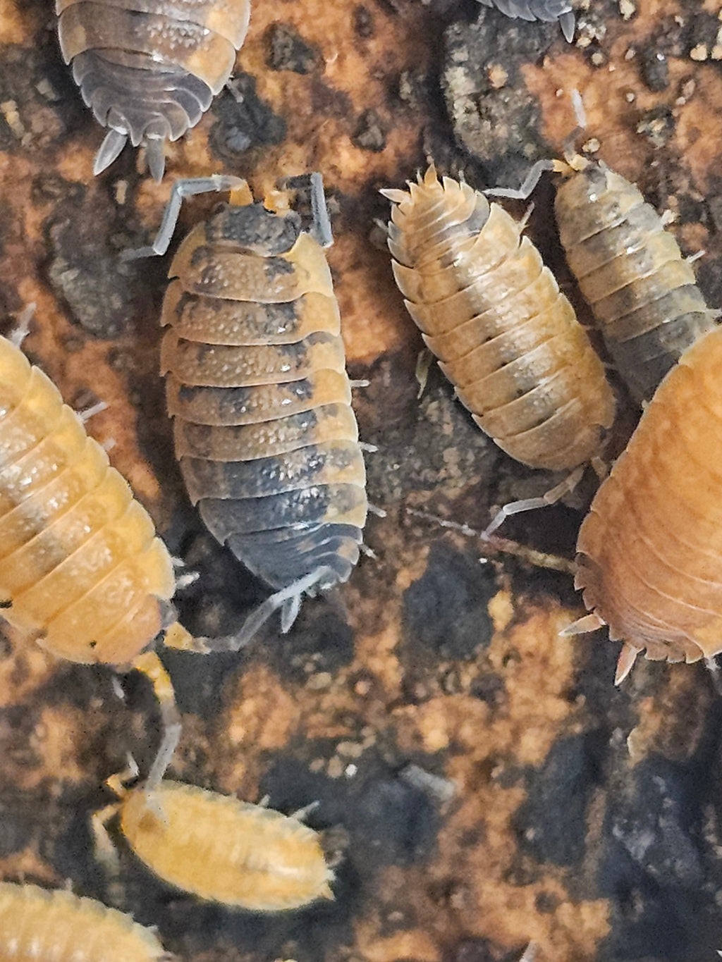 Porcellio scaber « Lava »