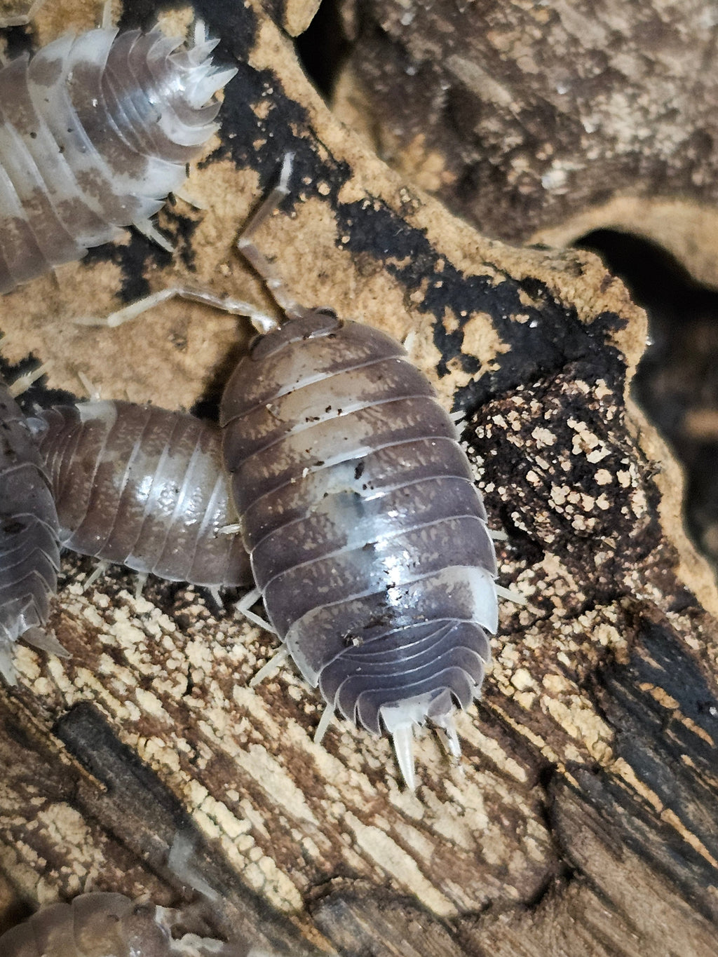 Porcellio laevis « Milkback Back »