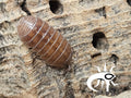 Armadillidium santa « Lucia »