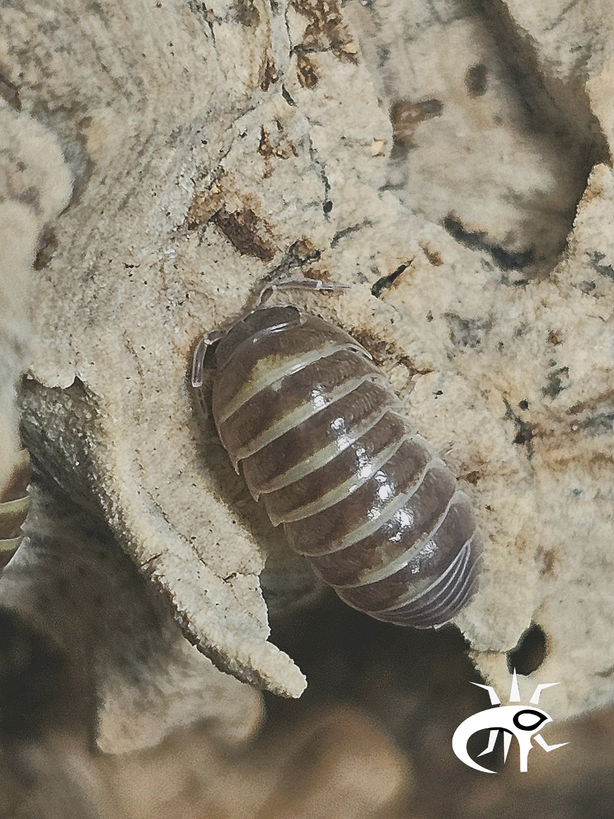 Armadillidium casteldaccia