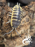 Porcellio ornatus « Yellow »