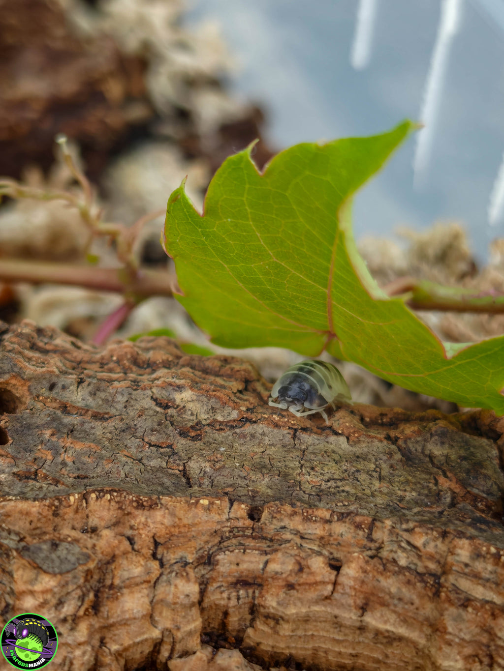 Armadillidium nasatum « Dalmatian »