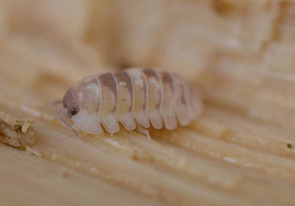 Armadillidium cf. espagnyoli « Marbleized »