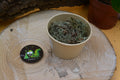 Lichen gris