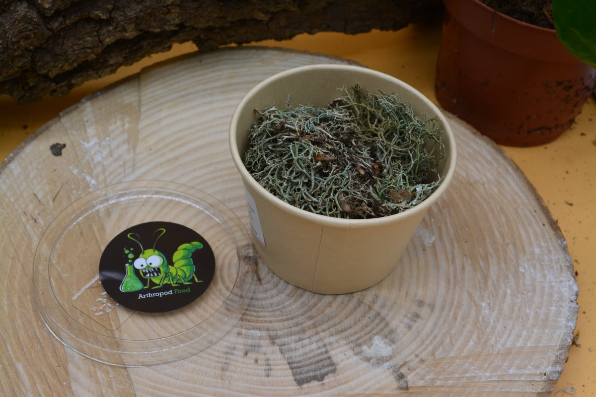 Lichen gris