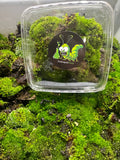 Mousse verte vivante