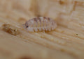 Armadillidium cf. espagnyoli « Marbleized »