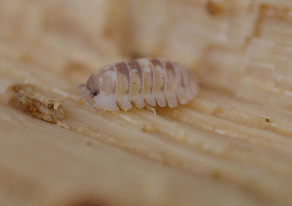 Armadillidium cf. espagnyoli « Marbleized »