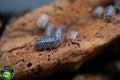Armadillidium cetinjens