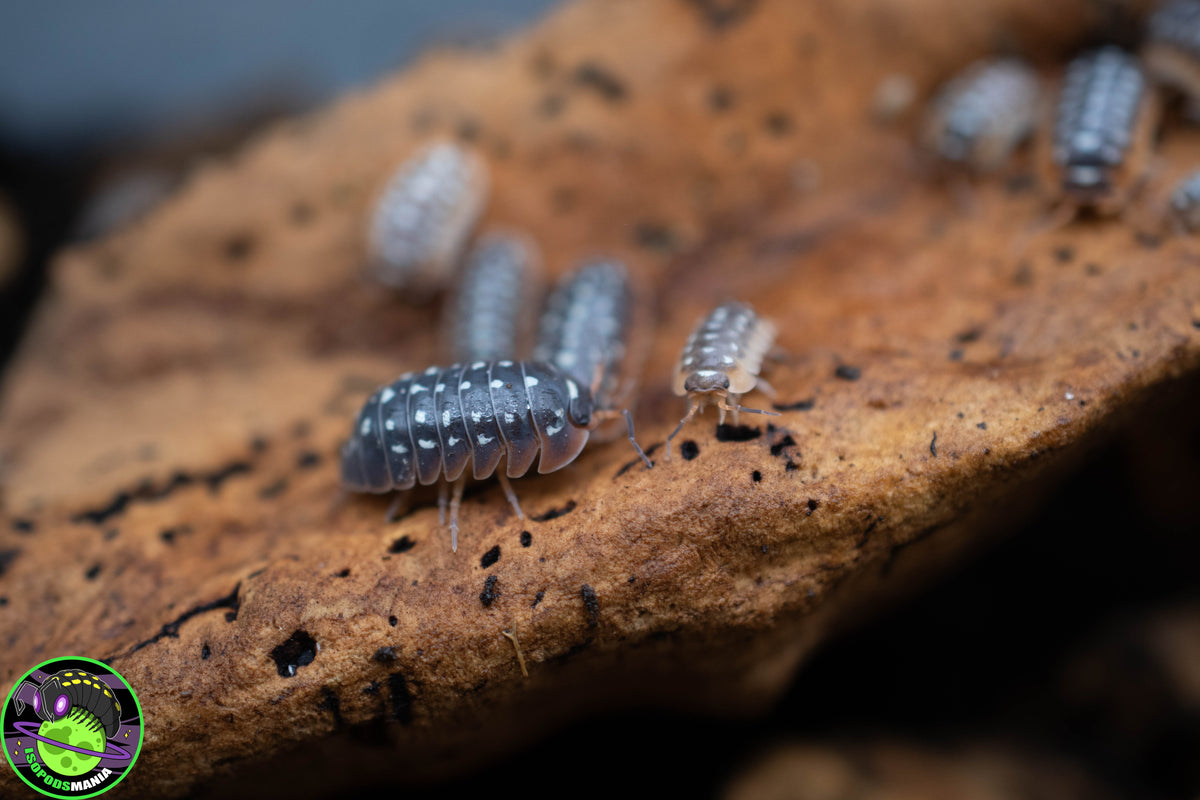 Armadillidium cetinjens