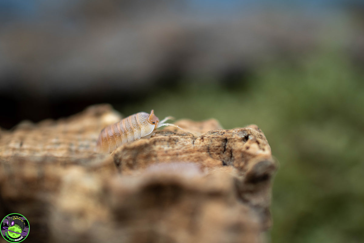 Armadillidium hauseni